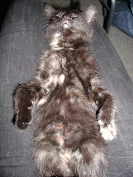 Blanding af racer Fie (Død) - Mmm.... billede 4