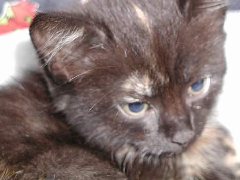 Blanding af racer Fie (Død) - en lille nuser mis.. billede 5