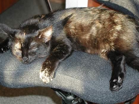 Blanding af racer Fie (Død) - Ahh.... billede 6