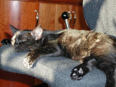 Blanding af racer Fie (Død) - flad kat.. billede 7