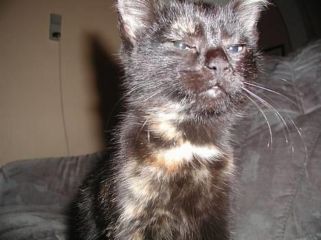 Blanding af racer Fie (Død) - Årh....hvad er det?  Uhh...det blitzede billede 8