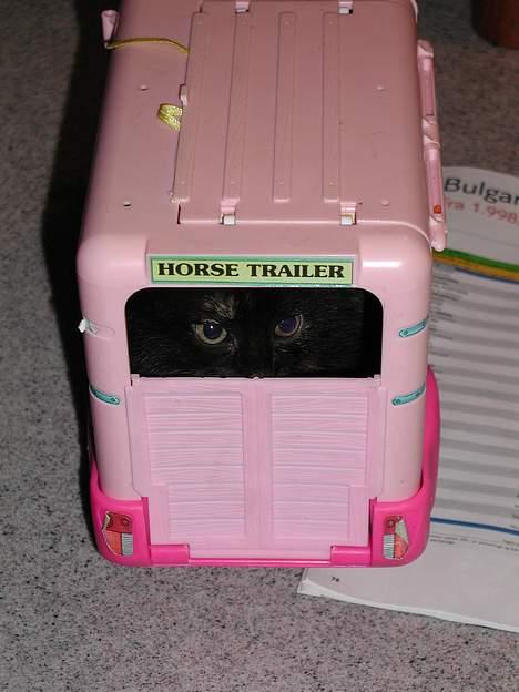 Blanding af racer Fie (Død) - kuk, kuk.... billede 9