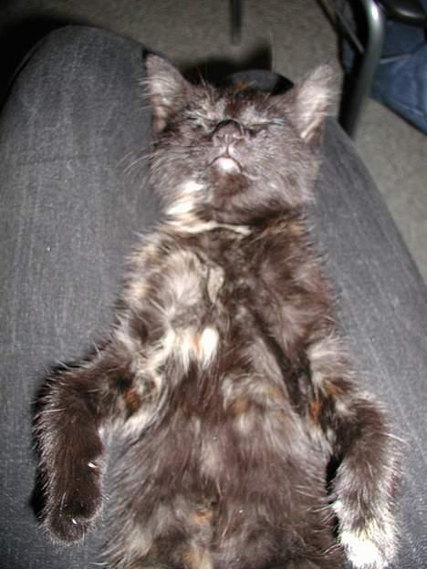 Blanding af racer Fie (Død) - Mmm..... billede 10