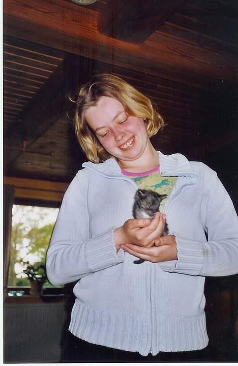 Norsk Skovkat Tornado - døde d 13/5-07 - Tornado 8 uger gammel billede 2