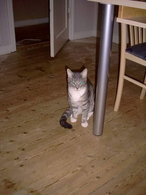 Blanding af racer Bounty billede 4