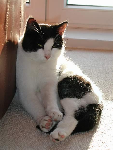 Blanding af racer Oskar - her sidder oskar i solen og nuder det billede 1