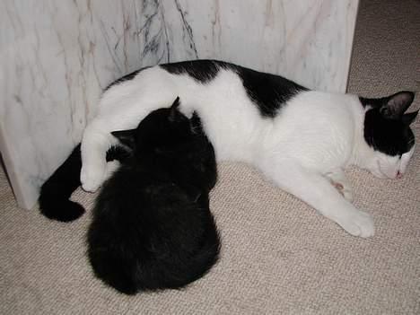 Blanding af racer Oskar - her har vi lige fået fie, og hun er ikke helt vænnet fra moderen, så hun bruge´r stakkels oksar billede 2