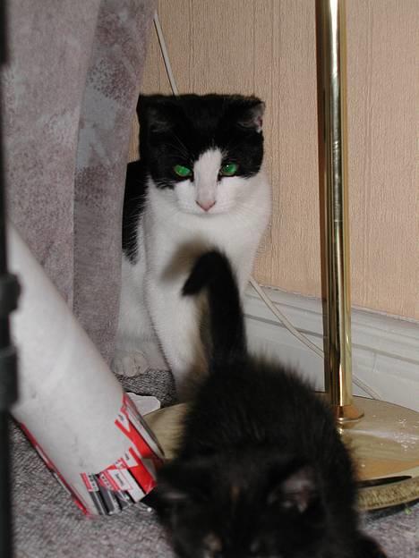 Blanding af racer Oskar - Oskar og Fie der leger.. billede 3