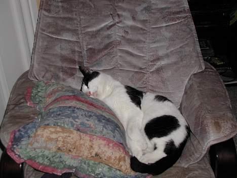 Blanding af racer Oskar - Mmm..en stol for sig selv billede 4