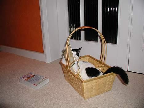 Blanding af racer Oskar - her er oskar i en pynte kurv billede 6