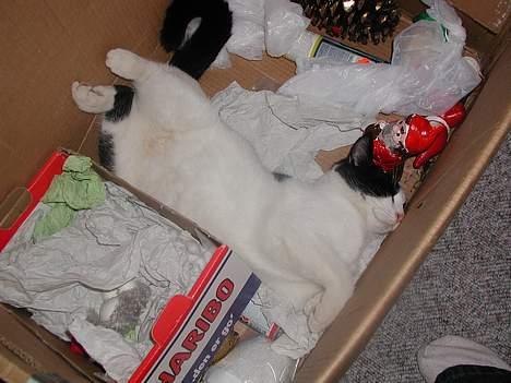 Blanding af racer Oskar - oskar imellem julepynten billede 8