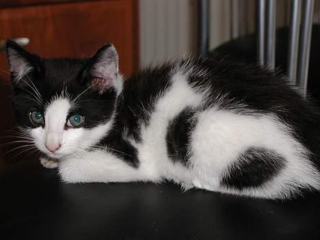 Blanding af racer Oskar - det første billede vi tog af oskar billede 9