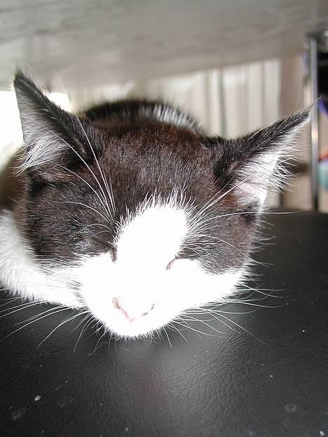 Blanding af racer Oskar - oskar da vi lige havde fået ham.. billede 10