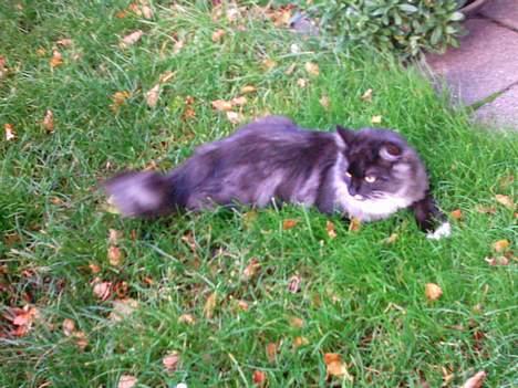 Norsk Skovkat Tornado - døde d 13/5-07 - Tornado ude i haven d 26/10 2004 billede 5