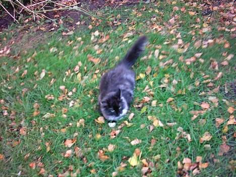 Norsk Skovkat Tornado - døde d 13/5-07 - Tornado ude i haven d 26/10 2004 billede 6