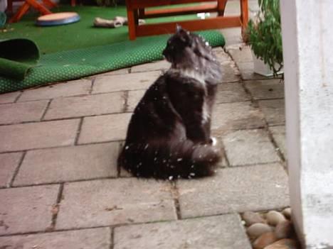 Norsk Skovkat Tornado - døde d 13/5-07 - Tornado ude i haven d 26/10 2004 billede 8