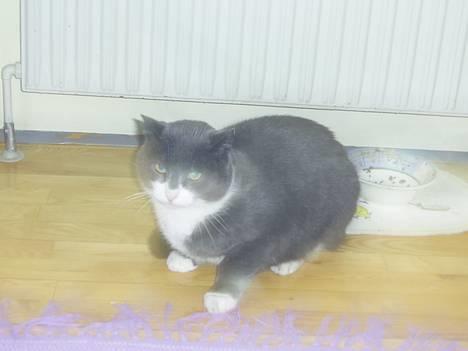 Blanding af racer Oliver billede 2