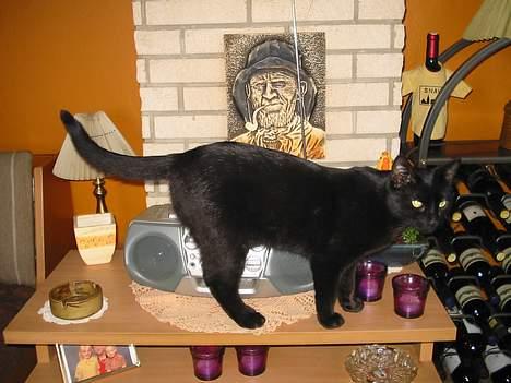 Blanding af racer oliver billede 2