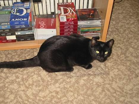 Blanding af racer oliver billede 3