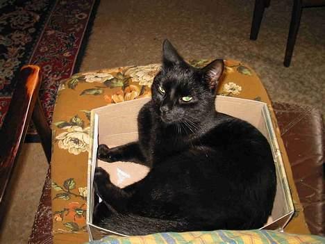 Blanding af racer oliver billede 4