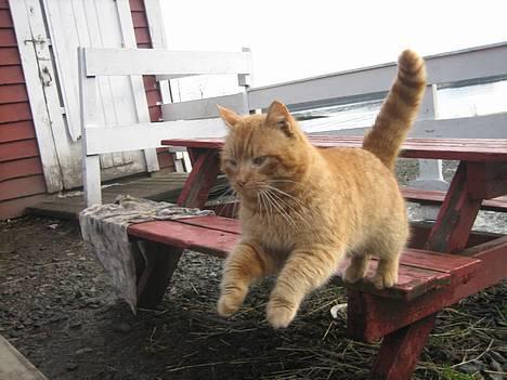 Blanding af racer stallpusen billede 1