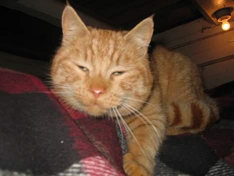 Blanding af racer stallpusen billede 2