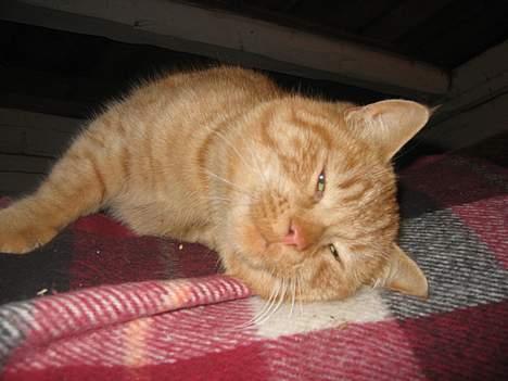 Blanding af racer stallpusen billede 3