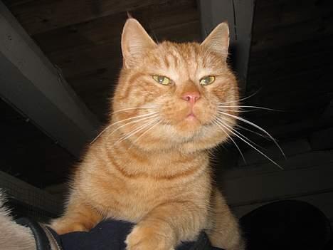 Blanding af racer stallpusen billede 4