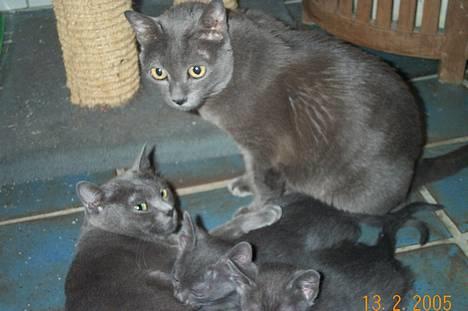 Korat Kitty R.I.P. - Matriarken Kitty sammen med sit oldebarn & sine tipoldebørn billede 1