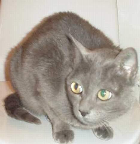 Korat Kitty R.I.P. - Kitty tænker billede 2