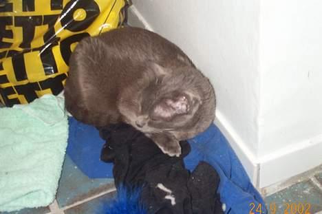 Korat Kitty R.I.P. - Kitty sover på sit favoritsted - gulvvarmen i badeværelset billede 3