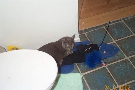 Korat Kitty R.I.P. - Kan man ikke få lov at sove i fred?? billede 4