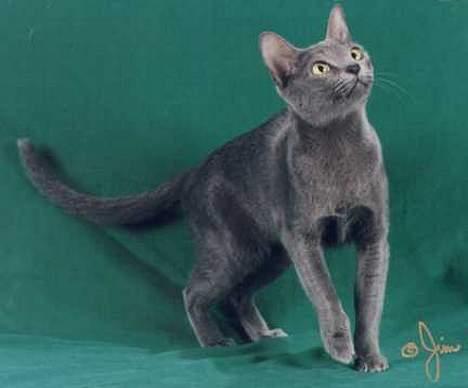 Korat Emmy *RIP* - prof billede af Emmy billede 1
