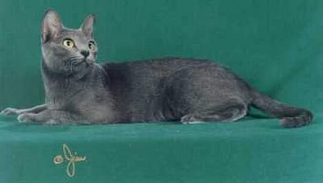 Korat Emmy *RIP* - endnu et prof billede af Emmy billede 2