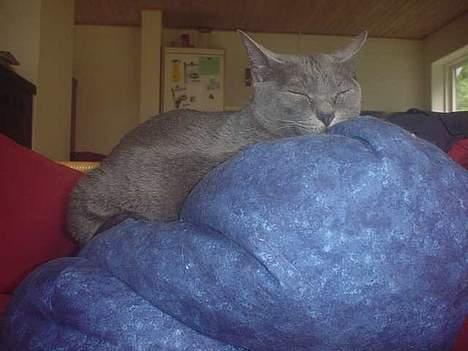 Korat Emmy *RIP* - Emmy slapper af billede 3