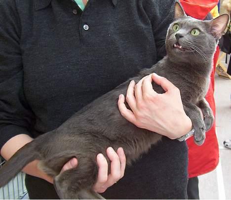 Korat Tammy billede 1