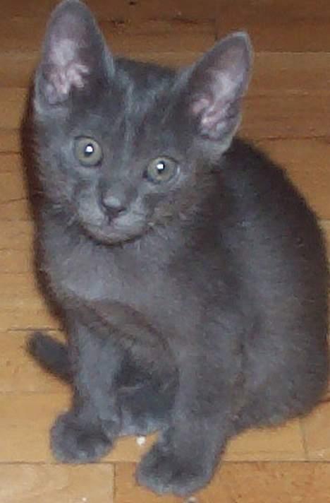 Korat Tammy billede 2