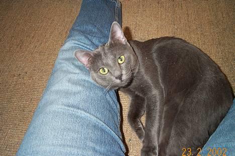 Korat Tammy billede 3