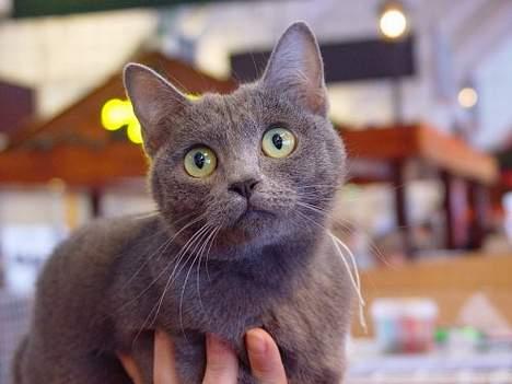 Korat Visa *død* - Visa på Verdensudstillingen i Finland i 2002 billede 1