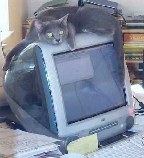 Korat Visa *død* - Computeren er dejlig varm at ligge på! billede 2