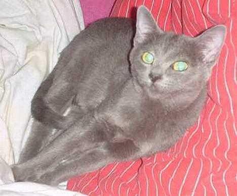 Korat Visa *død* - Er der noget bedre end en dejlig seng? billede 3