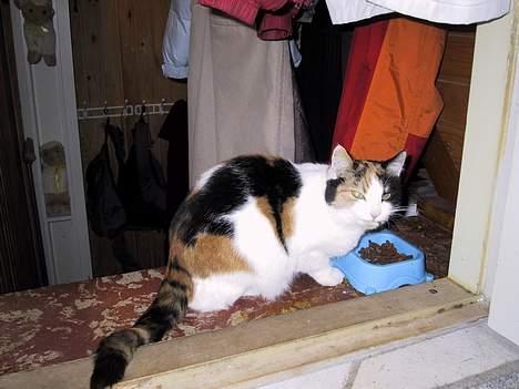 Blanding af racer Minni billede 2