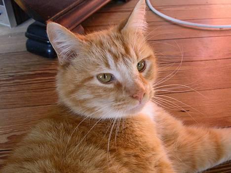 Blanding af racer Garfield +død+ - Hej... Det her er så mig Garfield billede 1