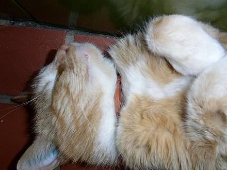 Blanding af racer Garfield +død+ - Er Garfield ikk bare dejlig... :D  billede 2