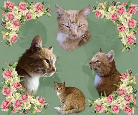 Blanding af racer Garfield +død+ billede 3