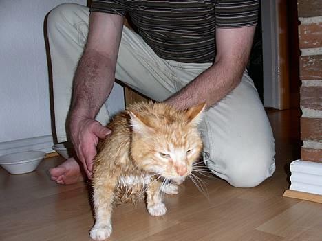 Blanding af racer Garfield +død+ - Lad mig komme væk nu inden de putter mig i mere vand.... Jeg hader vand =0( billede 4