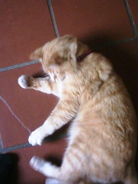 Blanding af racer Garfield +død+ - Hvor blev min snor nu af.... Kan aldrig finde den og når jeg kat så kan jeg aldrig fange den hehe..... billede 5