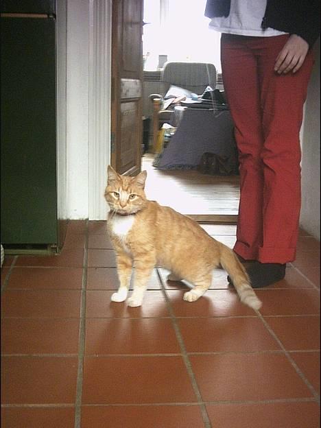 Blanding af racer Garfield +død+ - Hvad er det du laver?        "miavvvvvv" billede 6