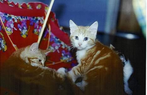 Blanding af racer Minni - Gemmer sig bag sin bror Simba (Simba er også død=O( Blev kørt over) billede 4