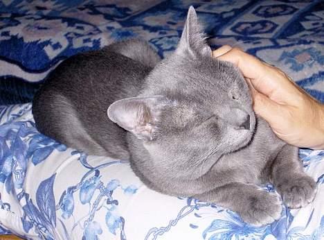 Korat Gigolo (alias: Jerry) - Gigolo hygger sig billede 1